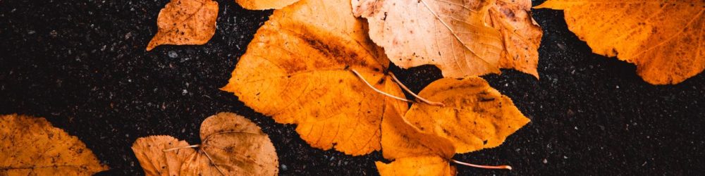 Header Image